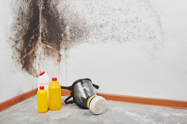 Best Commercial Mold Removal  in Vinton, TX