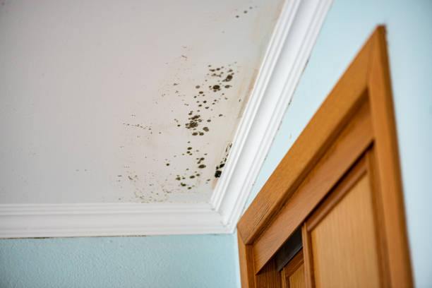 Best Attic Mold Removal  in Vinton, TX