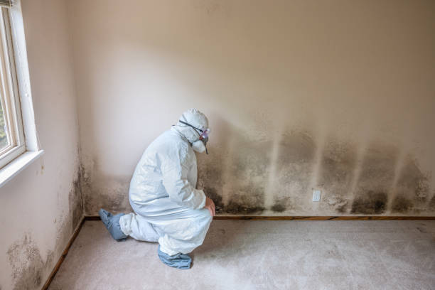 Mold Removal Process in Vinton, TX