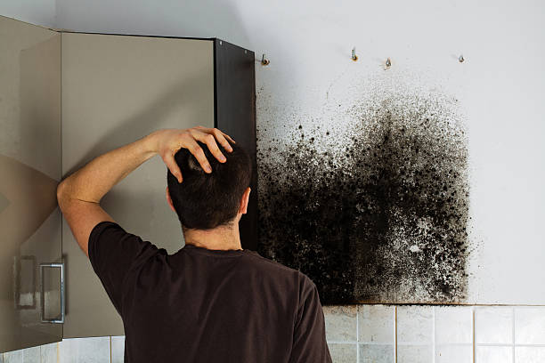 Best Home Mold Removal  in Vinton, TX