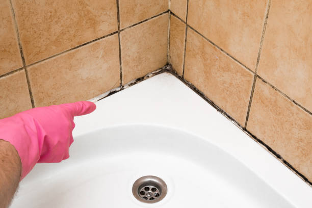 Best Best Mold Removal Companies  in Vinton, TX